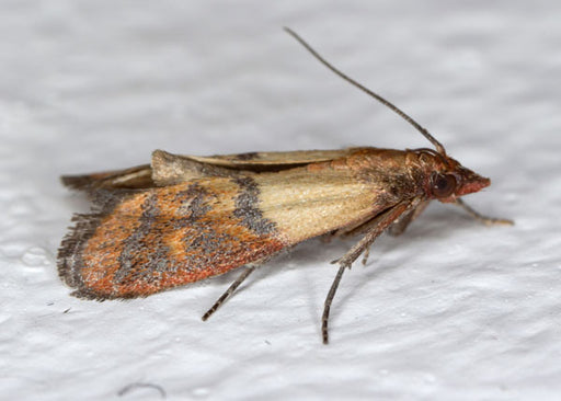 Moths eating your clothes? It's actually their hungry little