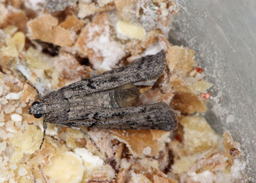 Mediterranean Flour Moth get rid of pantry moths