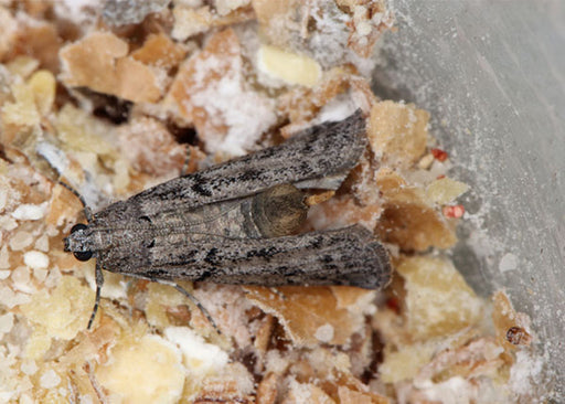 How to Check for Pantry Moths – Maggie's Farm Ltd