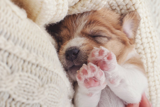 a gorgeous puppy cozied up in a wool sweater