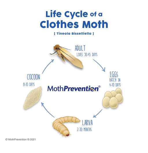Clothes Moth Life Cycle