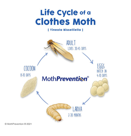 The Moth Life Cycle Of Common Clothes