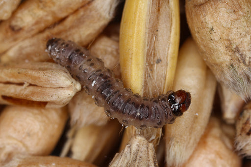Pantry Moth Larva in grain