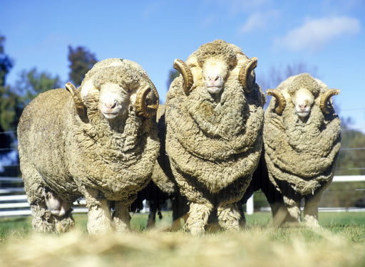 Wool vs. Merino Wool