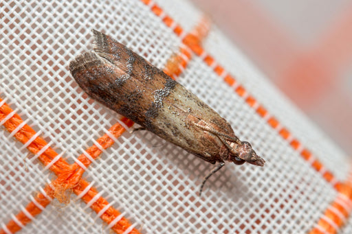 Indian meal moth also known as Plodia interpunctella