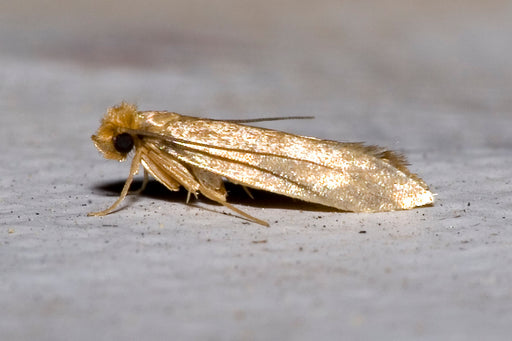 The Adult Webbing Clothes Moth
