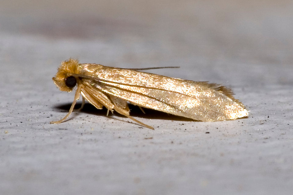 The Adult Webbing Clothes Moth