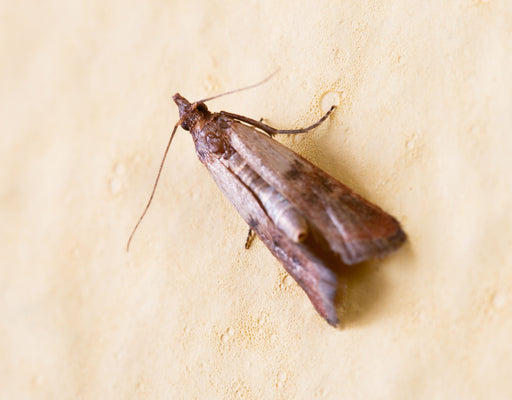 The adult Pantry Moth or Indian Meal Moth