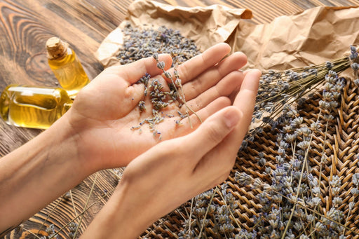 hands holding sprigs of lavender with essential oils in the background