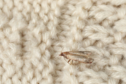 clothes moth on knitted woolen garment