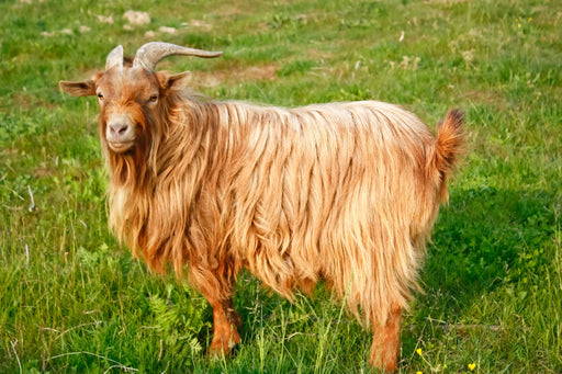 a Kashmir goat
