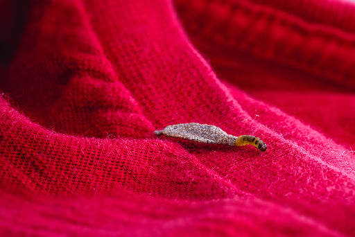 a Case-Bearing Clothes Moth Larvae on a woolen fabric