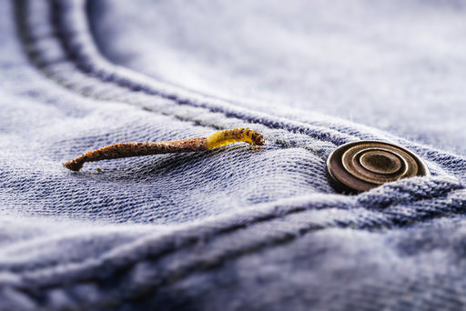 a Case Bearing Moth Larvae on a piece of clothing made from animal-based fibers