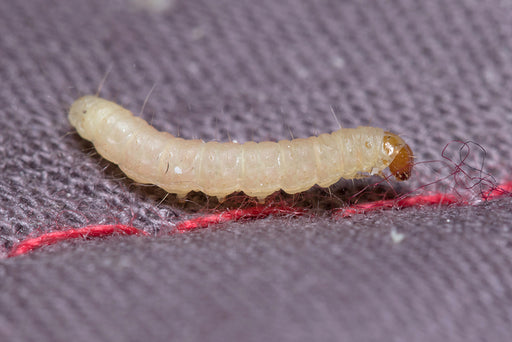 Small White Worms In Or Under Clothes