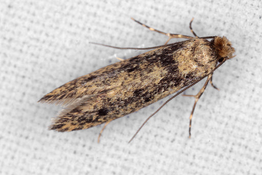 a Clothes Moth (Niditinea fuscella)