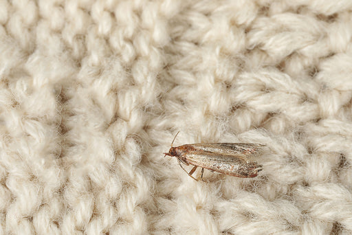 a Clothes Moth on woolen knitted fabric