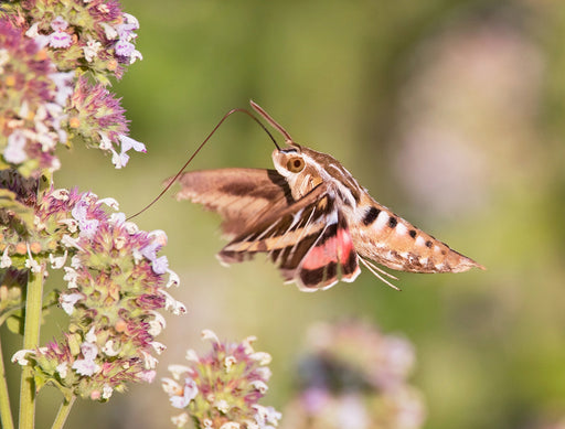 a Hummingbird Moth feeding on nectar