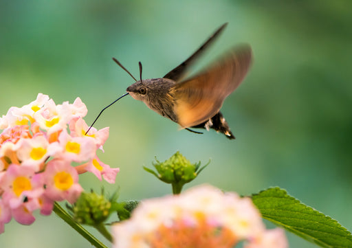 a Hummingbird Moth feeding on nectar from pink flowers