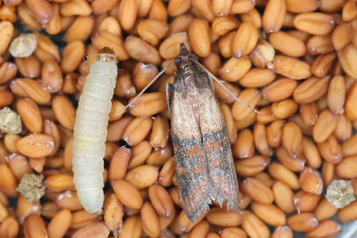 Moth Larvae On Your Kitchen Ceiling