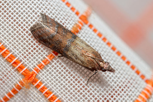 a Pantry Moth close up