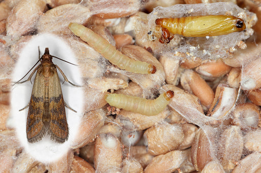 a Pantry Moth, its pupa and larvae