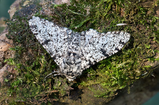 a Peppered Moth on lichen