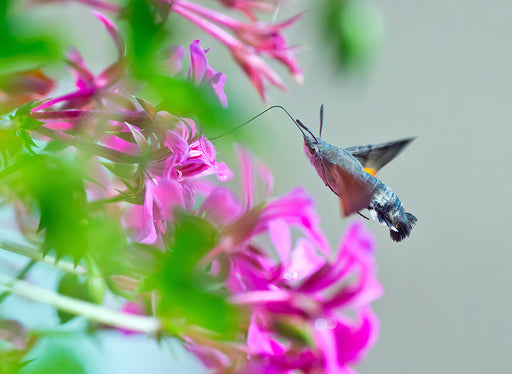 a Sphinx Moth feeding on nectar