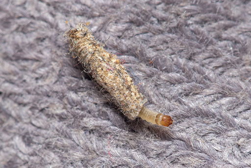 a Webbing Clothes Moth Larvae on a gray wool sweater