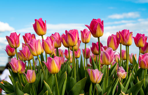 a beautiful display of tulips on a sunny spring day