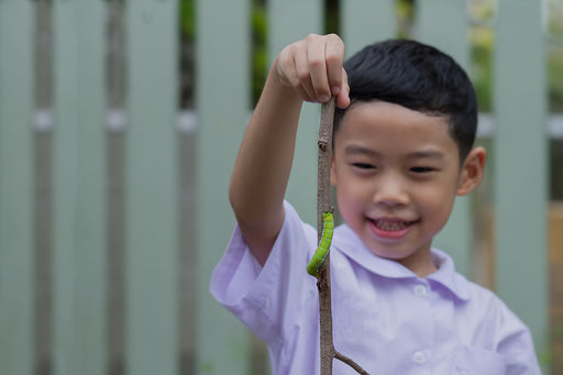 a boy studying a Hawkmoth Caterpillar