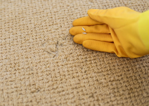 a close up of Carpet Moth Larvae casings next to some eaten carpet