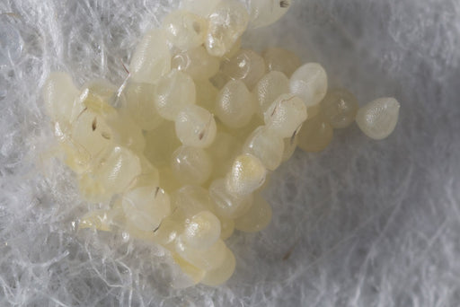 a close up of Clothes Moth Eggs