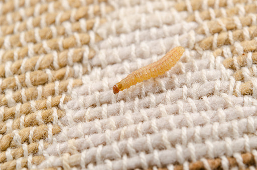 What Are Carpet Worms And How To Get