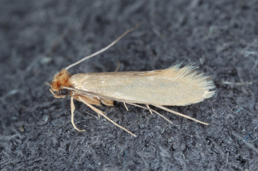 a close up of a Clothes Moth