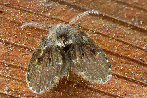 a close up of a Drain Fly