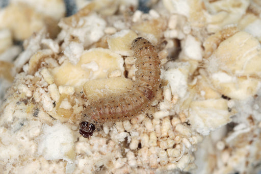 a close up of a Pantry Moth Larva in grains