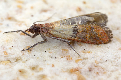a close up of a Pantry Moth or Indian Meal Moth