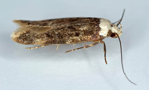 a close up of a White-shouldered House Moth