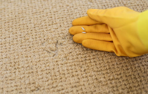 a close up of moth damage on a carpet and two larval cases