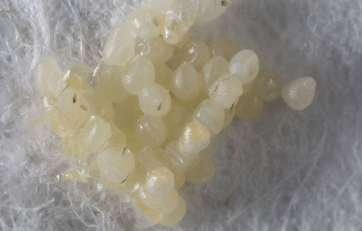  a close up of moth eggs