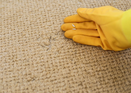 a close up of the sack-like cases of the Carpet Moth Larvae