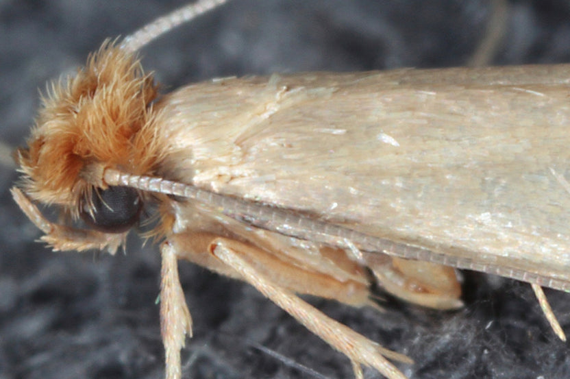 Are Moths Dangerous? Do They Bite?