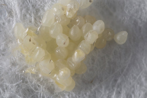 a magnified batch of Clothes Moth Eggs
