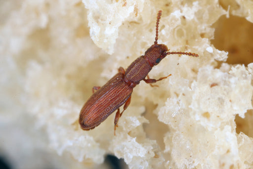 a sawtoothed grain beetle close up