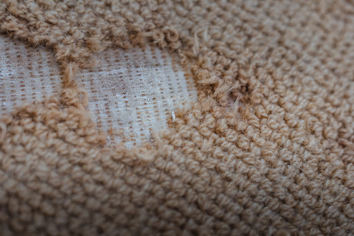 a threadbare spot of carpet which has been eaten away by Carpet Moth Larvae