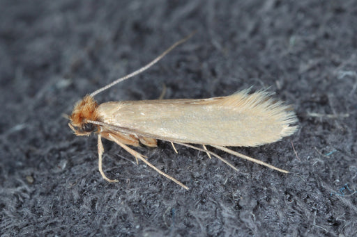 a white golden Clothes Moth with ragged tipped wings