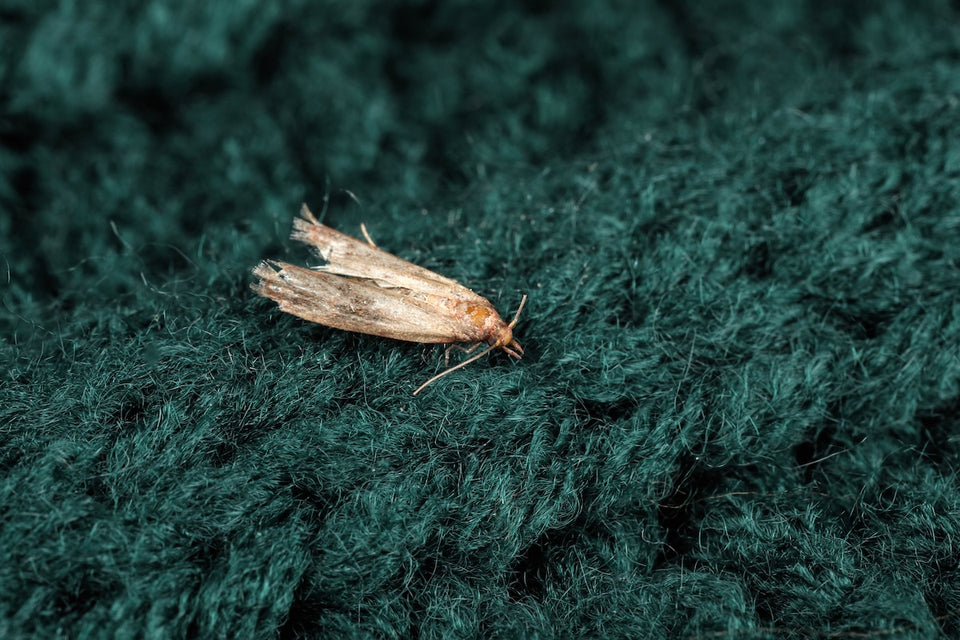 a close up of a Clothes Moth on dark green wool
