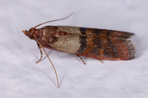 an Indian Meal Moth\Pantry Moth