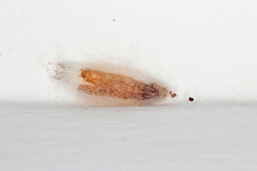 an empty pupa from an Indian Meal Moth on a kitchen wall