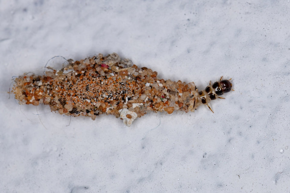  a close up of a case-bearing clothes moth in its silken casing